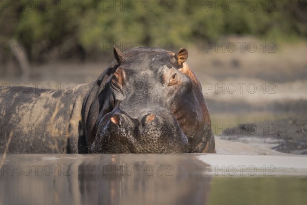 Hippo (Hippopotamus amphibius) portrait. Front view of the face and head. Adult animal is in water. Okavango Delta, Botswana, Africa