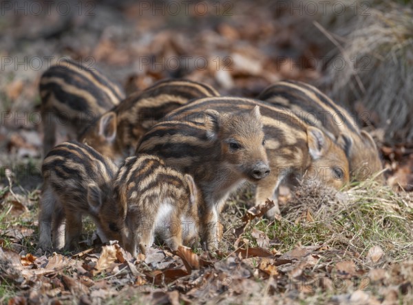 Wild boar, wild boar (Sus scrofa) Fresh boar foraging in a forest clearing, Germany, Europe