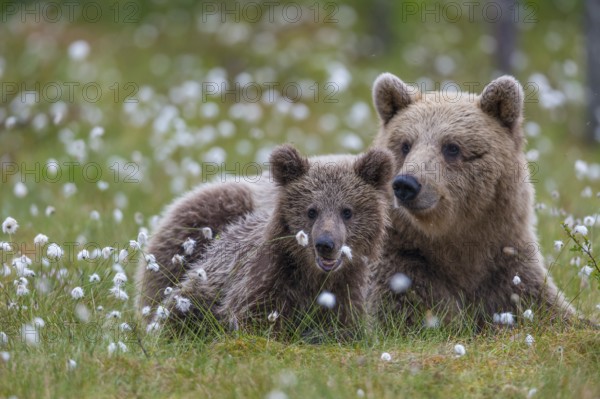 Eurasian Brown Bear (Ursus arctos) mother with cub, Finland, Europe