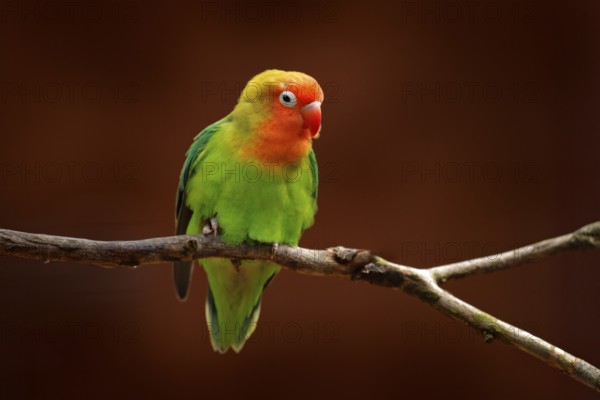 Nyasa Lovebird or Lilian's lovebird, Agapornis lilianae, green exotic bird sitting on the tree, Namibia, Africa. Beautiful parrot in the nature habitat. Brown clear background. Bird in wild nature, Africa