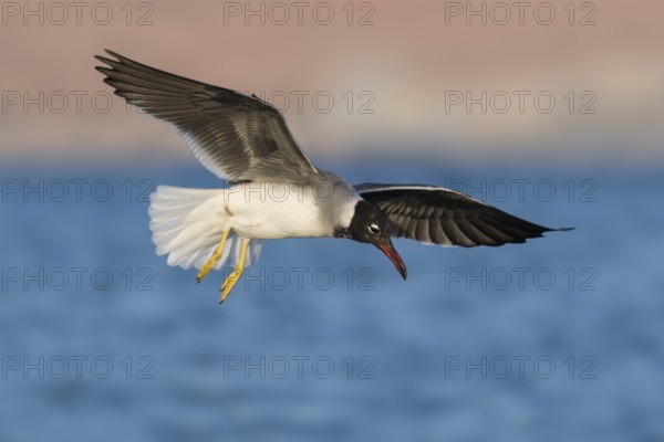 White-eyed Gull (Ichthyaetus leucophthalmus) juvenile flying, Eilat, Israel, Asia