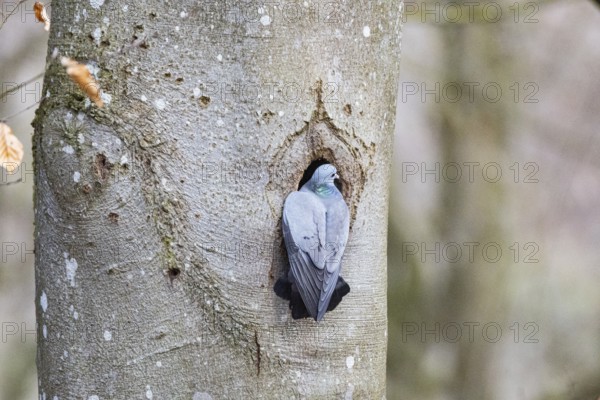 Stock Dove (Columba oenas) at Black Woodpecker Cave Germany