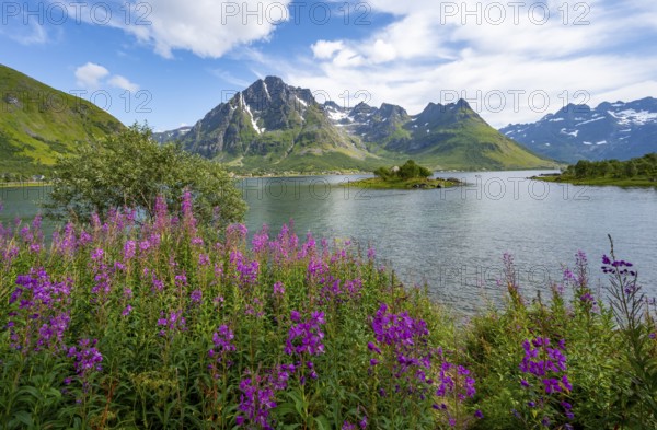 Pink flowers, blooming balsam at the fjord Austnesfjorden, idyllic mountains and fjord landscape, Nordland, Norway, Europe