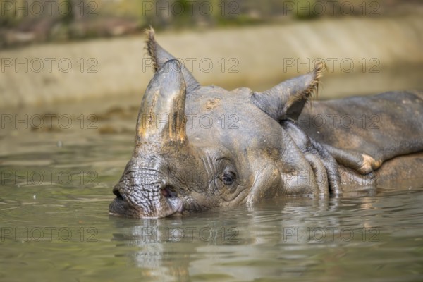 Square-lipped rhinoceros (Ceratotherium simum) swimming in the water, captive, Bavaria, Germany, Europe