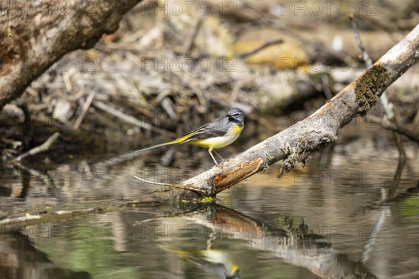 Grey wagtail (Motacilla cinerea) Germany