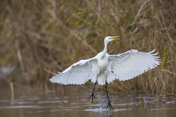 Great White Egret (Egretta alba) Germany