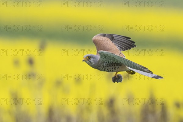 A Common Kestrel (Falco tinnunculus) with a prey mouse flies over a flowering rape field Hesse, Germany, Europe