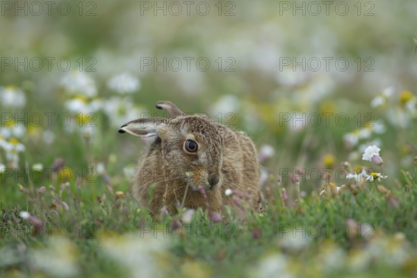 European brown hare (Lepus europaeus) juvenile leveret feeding in grassland with flowering wildflowers in summer, England, United Kingdom, Europe