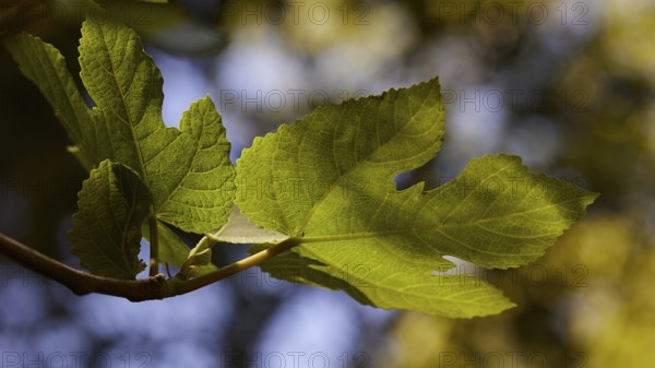 Green leaves in the sunlight, soft bokeh in the background, Rodini Park, municipal park, Rhodes Town, Rhodes, Dodecanese, Greek Islands, Greece, Europe