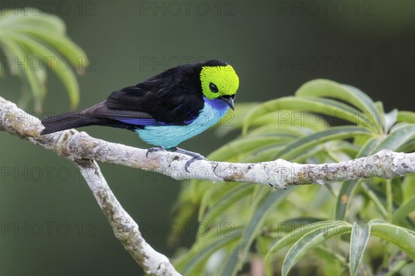Paradise Tanager (Tangara chilensis) perched on a branch in Ecuador