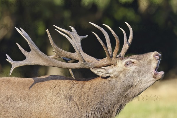 Red deer (Cervus elaphus) during the rutting season, a capital stag roaring in a forest clearing, animal portrait, wildlife, Sauerland, North Rhine-Westphalia, Germany, Europe