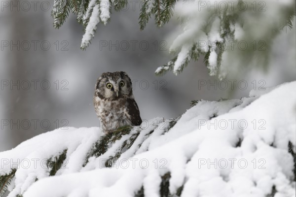 Long-eared owl (Asio otus) in a winter forest, Czech Republic, Europe