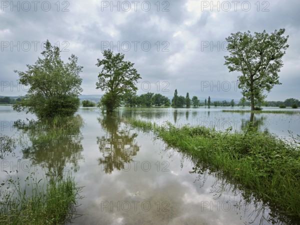 Trees standing in the flooded river Lorze, floodplain landscape, Reussspitz nature reserve, Maschwanden, Canton Zurich, Switzerland, Europe
