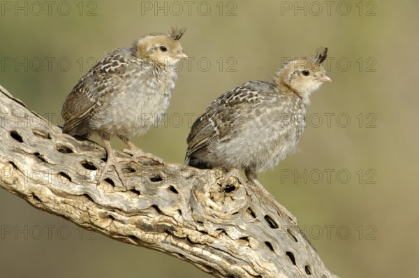 Gambel's Quail (Callipepla gambelii) juvenile, Arizona, USA, North America