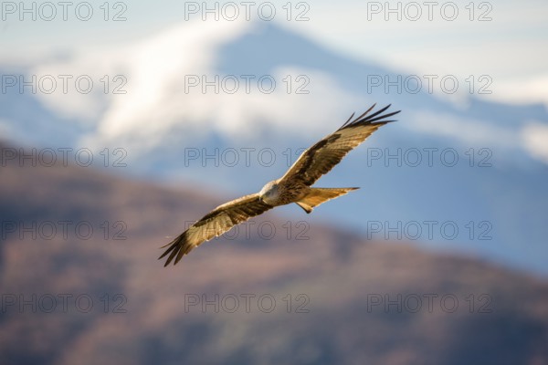 Red Kite (Milvus milvus) flying, Madrid, Spain, Europe
