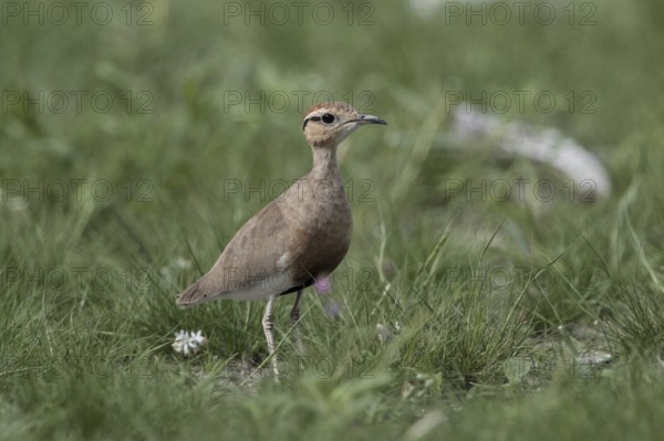 Temminck's Courser (Cursorius temminckii) in field, Namibia, Africa