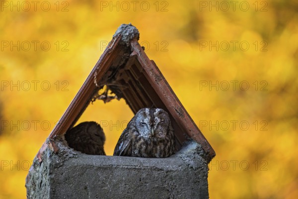 Tawny Owl (Strix aluco) pair resting in a chimney, Baden-Wuerttemberg, Germany, Europe