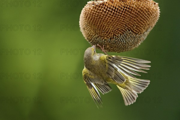 European Greenfinch (Chloris chloris) male at a sunflower (Helianthus annuus), Mecklenburg-Western Pomerania, Deutschland