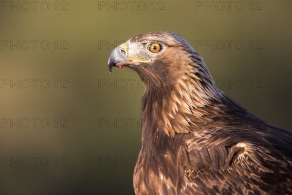 Golden Eagle (Aquila chrysaetos) female, Andalusia, Spain, Europe