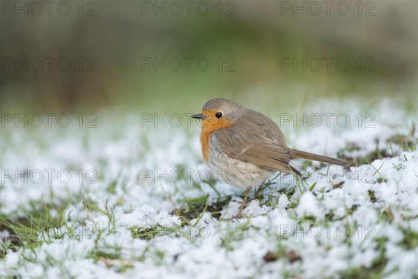 European Robin (Erithacus rubecula) on snowy field, Sweden, Europe