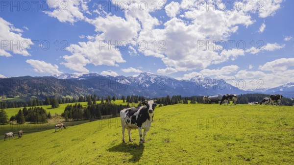 Cows on the pasture, Ostallgäu, Allgäu, Bavaria, Germany, Europe