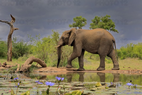 African elephant (Loxodonta africana), adult, male, bull, at the water, Kruger National Park, Kruger National Park, South Africa, Africa