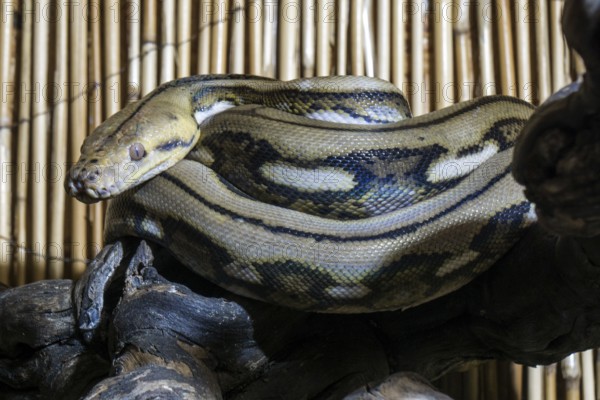 Reticulated python (Malayopython reticulatus), curled, captive, Germany, Europe