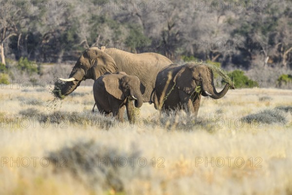 Desert elephants (Loxodonta africana) in the Ugab dry river, Damaraland, Kunene region, Namibia, Africa