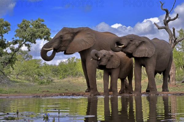 African elephant (Loxodonta africana), adult, female, mother, two young, mother with young, at the water, drinking, Kruger National Park, Kruger National Park, South Africa, Africa