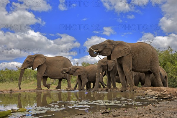 African elephant (Loxodonta africana), adult, juvenile, group, herd, at the water, drinking, Kruger National Park, Kruger National Park, South Africa, Africa