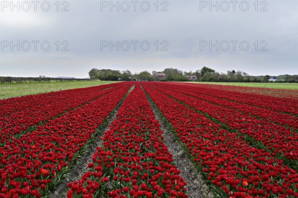 Tulip field with intense red flowers as a splash of colour in nature, Tulips (Tulipa), Texel, North Holland, Netherlands