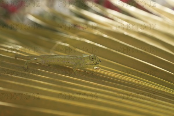 Chameleon (Chamaeleoninae), Djerba, Tunisia, Africa