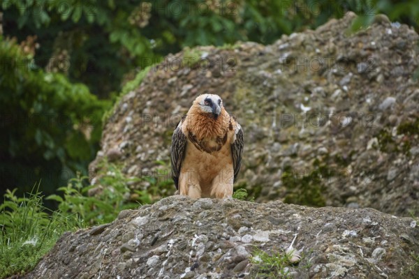 A bearded vulture (Gypaetus barbatus), sitting on a rock and attentively observing its surroundings, summer, Switzerland, Europe