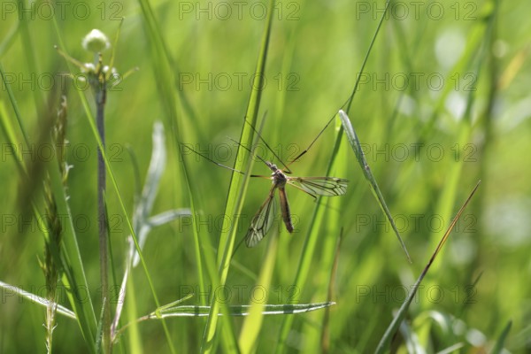 Crane fly (Tipulidae), Nephrotoma, Long-horned fly, Insect, Macro, Crane fly clings with its long legs to the blades of grass in the meadow