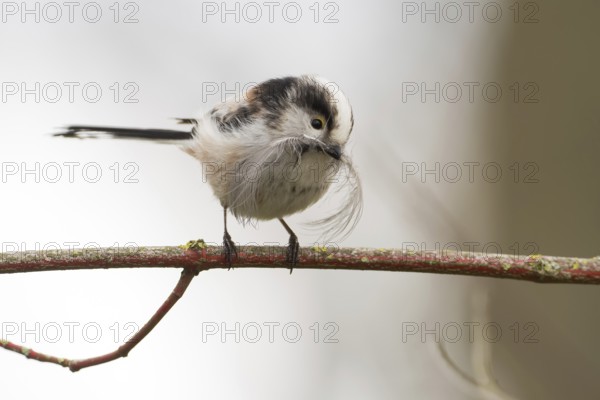 A long-tailed tit (Aegithalos caudatus) sitting on a branch and holding a feather in its beak, Hesse, Germany, Europe