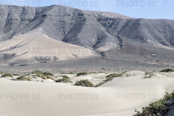 Dune landscape, Playa de Famara, Lanzarote, Canary Islands, Spain, Europe