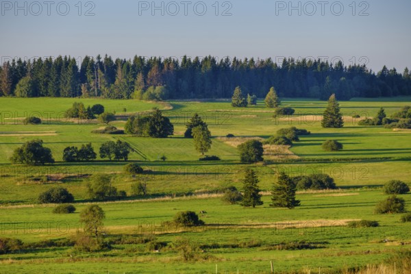 Juniper heaths, Hochrhönstraße, UNESCO biosphere reserve, near Hausen, Rhön, Bavarian Rhön, Rhön, Lower Franconia, Bavaria, Germany, Europe