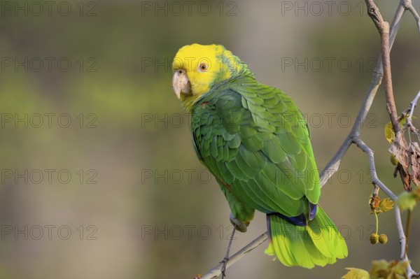 Yellow-headed Amazon (Amazona oratrix belizensis), on a sycamore branch, Stuttgart, Baden-Württemberg, Germany, Europe