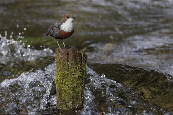 White-throated Dipper (Cinclus cinclus) singing on an old wooden pole in the water, Austria, Upper Austria, Europe