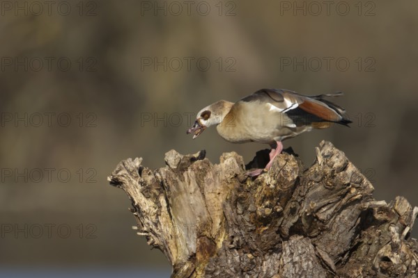 Egyptian goose (Alopochen aegyptiaca) adult bird feeding on a tree stump, Suffolk, England, United Kingdom, Europe