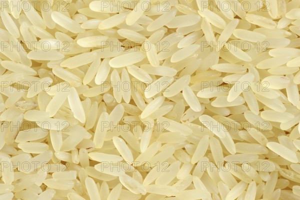 Rice (Oryza sativa), rice grains