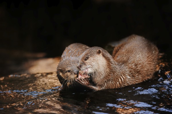 Dwarf otter or oriental small-clawed otter (Aonyx cinerea), feeding on adults, captive, occurring in Asia