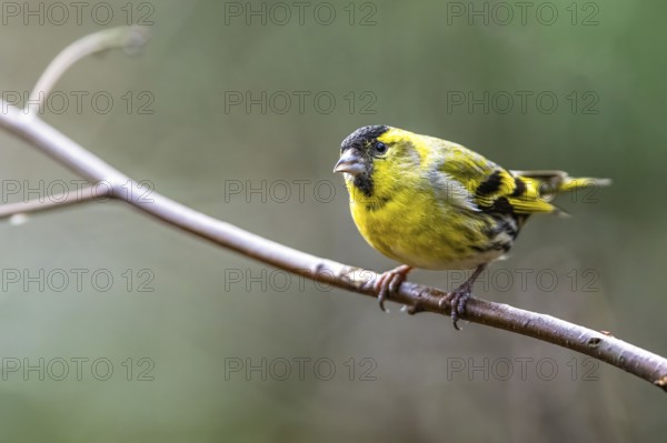 Male of Eurasian Siskin, Spinus spinus, bird in forest at winter sun