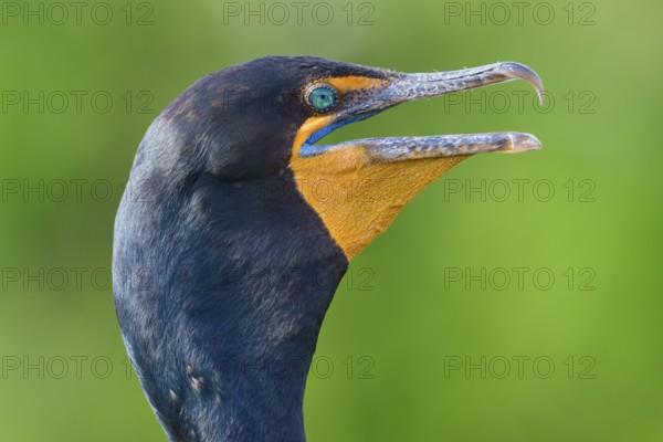 Double-crested cormorant (Phalacrocorax auritus), portrait, in spring, Wakodahatchee Wetlands, Delray Beach, Florida, USA, North America