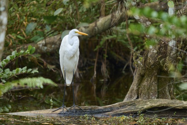 Great Egret (Ardea alba), in the swamp by the water, spring, Everglades National Park, Florida, USA, North America