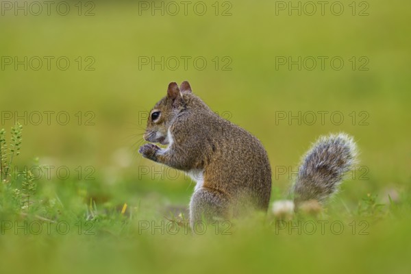 Grey Squirrel (Sciurus carolinensis), on meadow, springtime, Florida, USA, North America