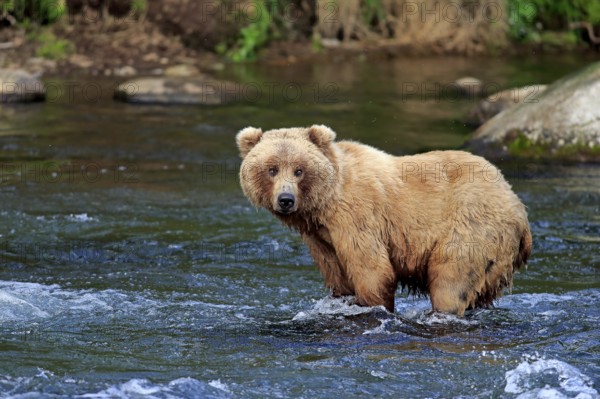 Grizzly bear (Ursus arctos horribilis), adult, in the water, in summer, foraging, Brookes River, Katmai National Park, Alaska, USA, North America