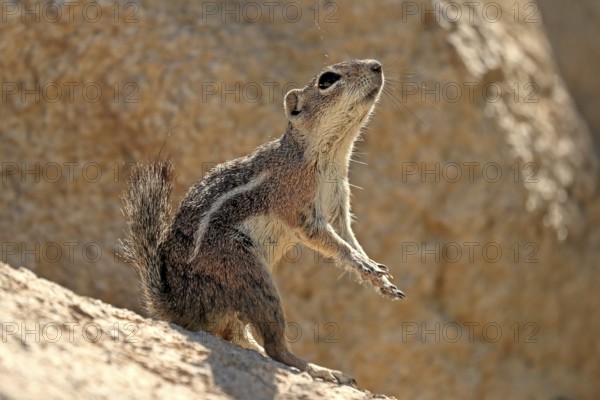 Antelope gopher, (Ammospermophilus harrisii), adult, on tree, foraging, Sonoran Desert, Arizona, North America, USA, North America