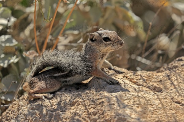 Antelope gopher, (Ammospermophilus harrisii), adult, on tree, foraging, Sonoran Desert, Arizona, North America, USA, North America