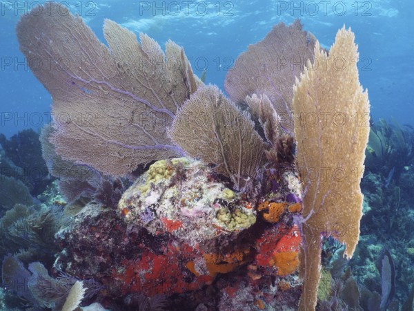 Multi-coloured coral formations underwater, consisting of various coral species and common sea fan (Gorgonia ventalina), captured in a clear ocean. Dive site John Pennekamp Coral Reef State Park, Key Largo, Florida Keys, Florida, USA, North America